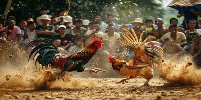 Đa dạng các hình thức đá gà Thomo tại 18WIN dễ dàng lựa chọn